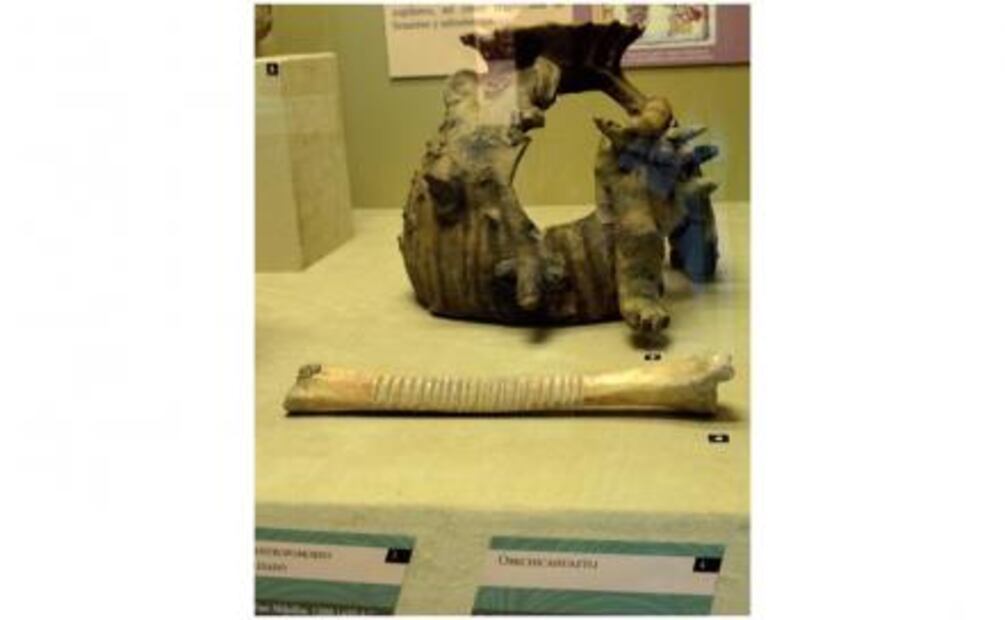 Items of the Lost City on display