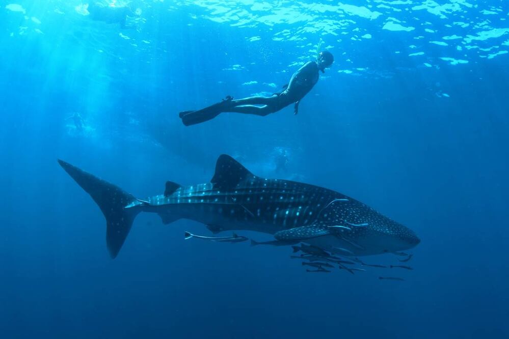 Tiburones en México. Foto: Archivo / Mexico Whale Shark