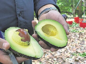 EU revela que amenaza contra su agente fue tras no certificar embarque de aguacate por "cuestiones concretas"