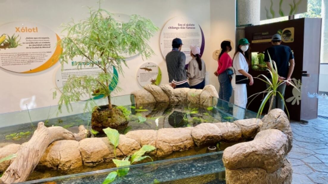 Museo del Ajolote, todo lo que debes saber antes de visitarlo