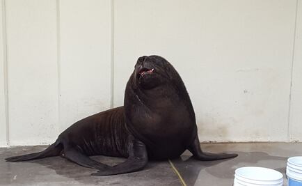 Atienden a lobo marino de zoológico de Aragón por lesiones en la boca 