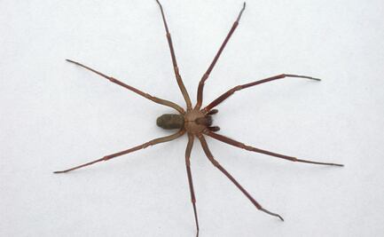 Araña violinista en México: ¿Cuándo inicia la temporada y cómo identificar a la especie?