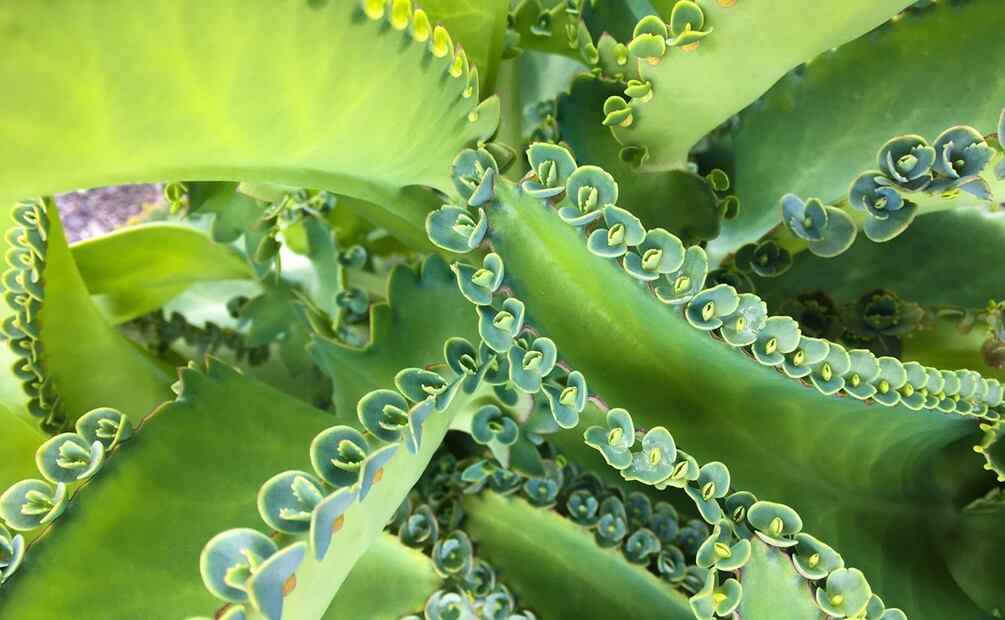 Con hojas gruesas y flores llamativas, el kalanchoe destaca entre los remedios herbales. Foto: Pixabay