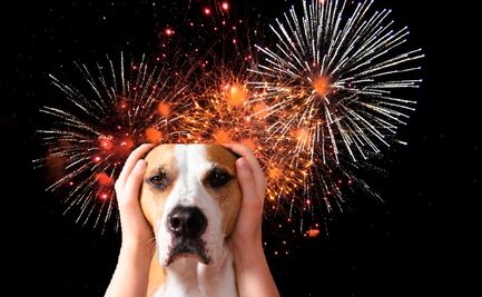 ¿Por qué los perros son tan sensibles a la pirotecnia?; veterinario responde