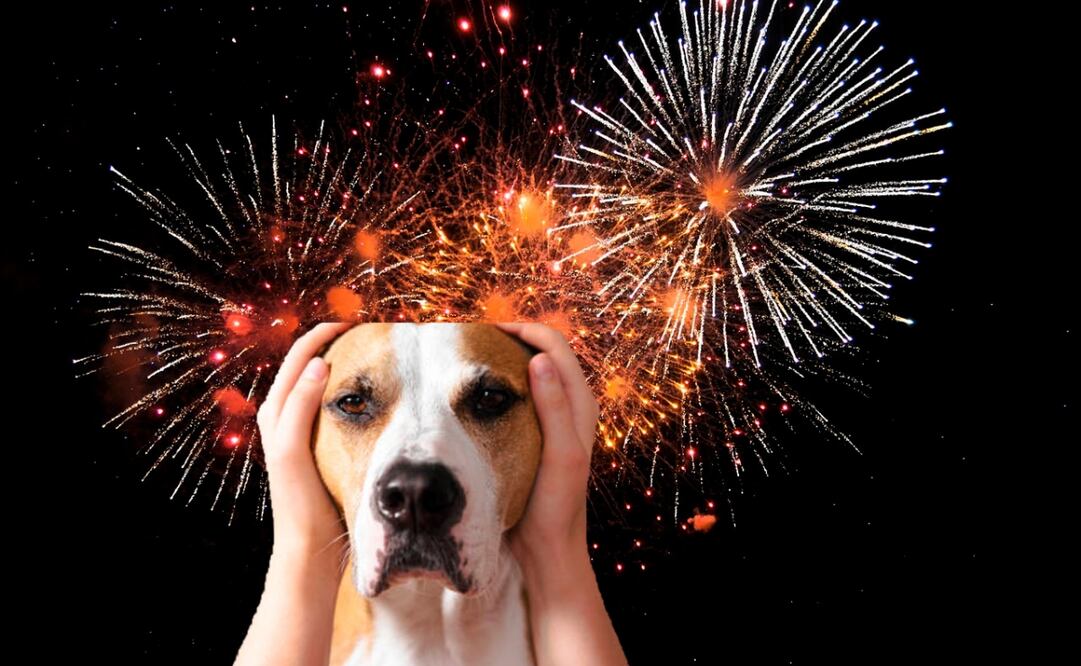 ¿Por qué los perros son tan sensibles a la pirotecnia? Foto: Pixabay