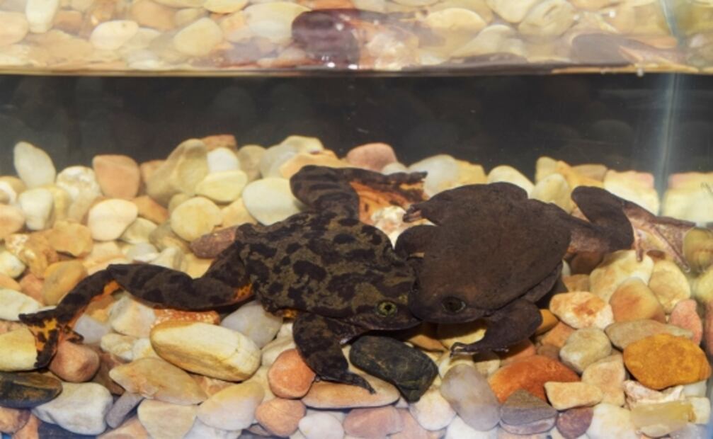 Romeo y Julieta, así fue su primer cita para salvar a su especie