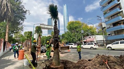Sustituyen las palmeras enfermas