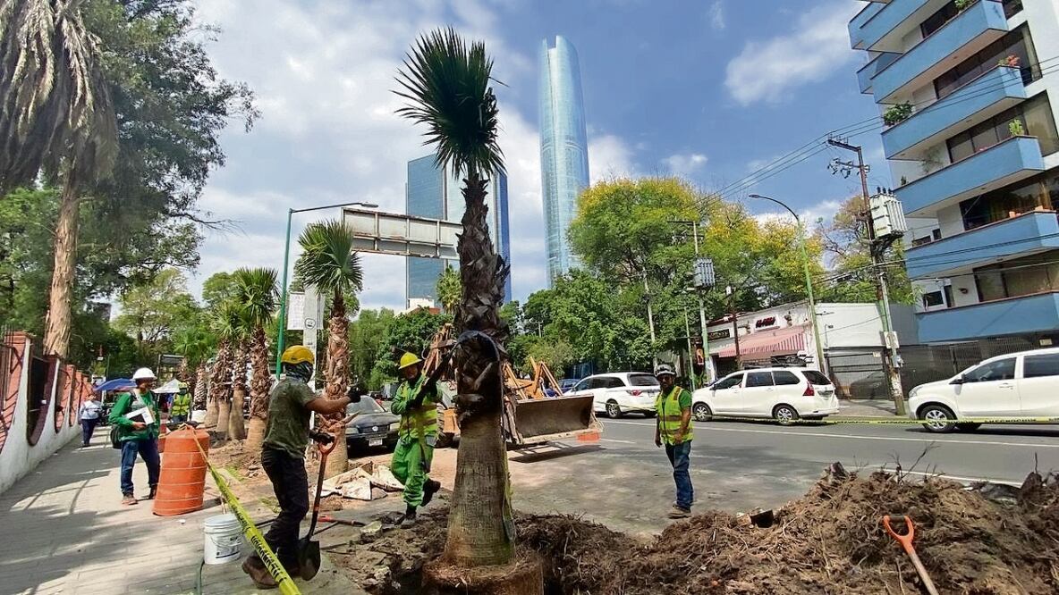 Se eligió el ejemplar adecuado para cada sitio, con la finalidad de reducir la vulnerabilidad ante plagas y enfermedades. Foto: Especial