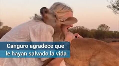 Canguro abraza a mujer que lo salvó de incendios