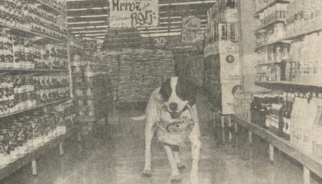 Roger, el perro de la canasta que conmovió en los años 80