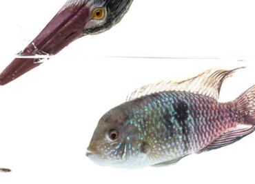 Los peces tienen personalidad y reaccionan frente al peligro