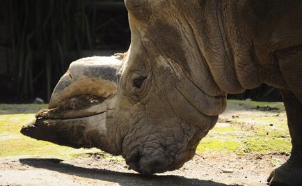 Reduce un 25 % la caza de rinocerontes, pero siguen en grave riesgo