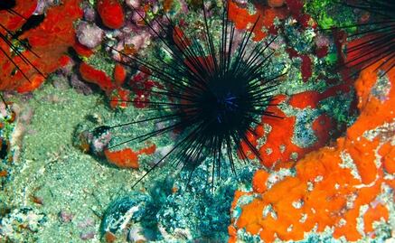 Las "zonas muertas", una amenaza para los arrecifes de coral