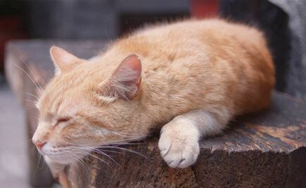 Abandona a sus 14 gatos y se devoran entre sí por hambre