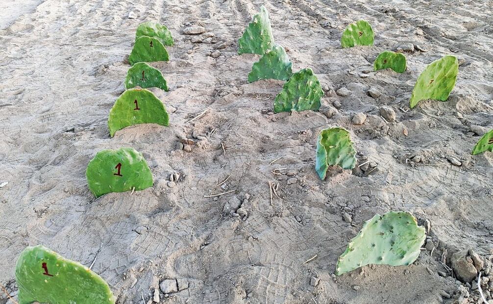 La tierra del estado es propicia para sembrar nopal forrajero, el cual es una alternativa para la alimentación animal, señaló la UABCS. Foto: Especial