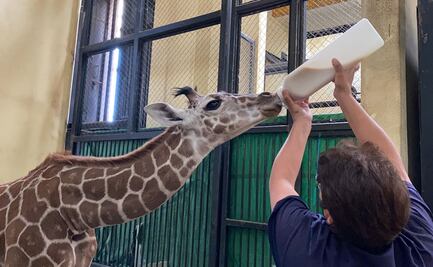 Zoológico de San Juan de Aragón logra con éxito primera crianza artificial de jirafas