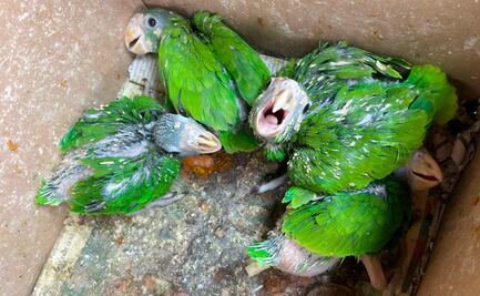 Rescatan cinco aves exóticas traficadas ilegalmente en mercado de Oaxaca; comerciantes entregan al vendedor a la FGR