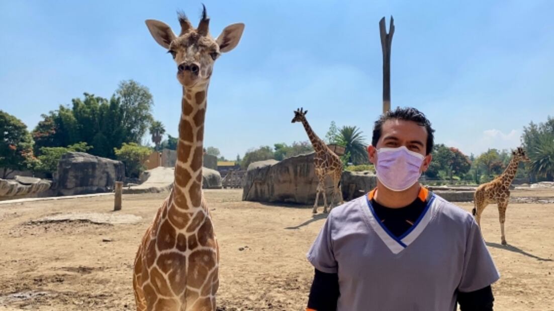 Zoológico de San Juan de Aragón logra con éxito primera crianza artificial de jirafas