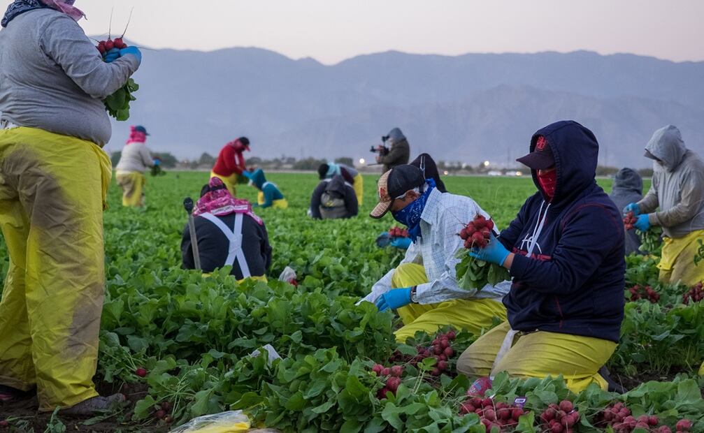 Las actividades agrícolas, pecuarias, forestales y pesqueras habrían registrado una caída de 1.7% en el segundo trimestre del año resultado principalmente de las sequías.