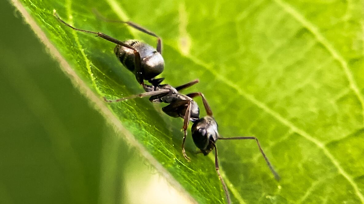 Hormigas negras | Fuente: unsplash (Rebekah Vos)