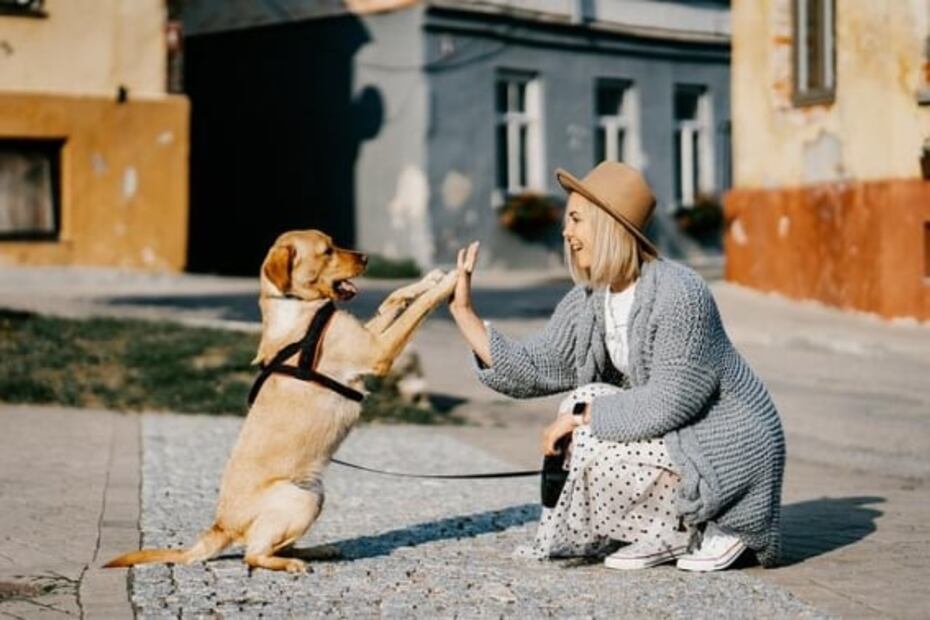 Cómo saber dónde está tu perro en tiempo real usando tecnología