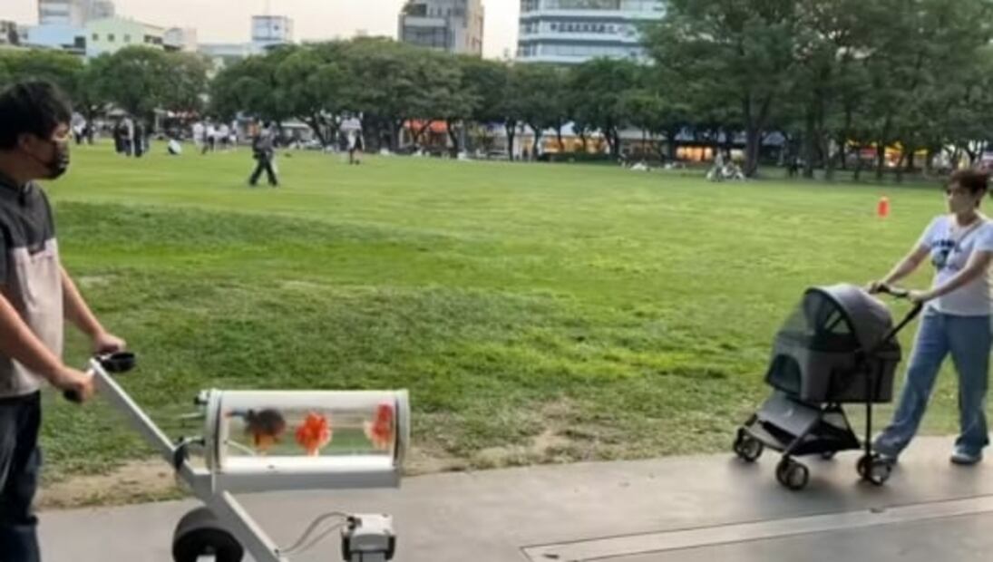 Viral: youtuber crea pecera carreola para sacar a pasear a sus peces