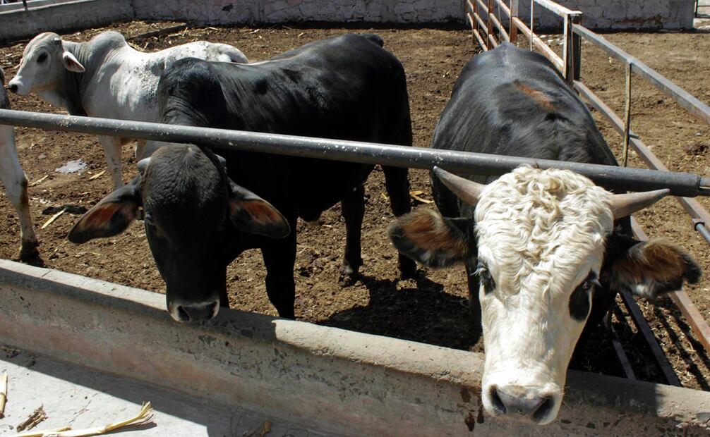El personal de Senasica también se encuentra visitando ranchos y centros de acopio para proveer información sobre la plaga Foto: Archivo/EL UNIVERSAL