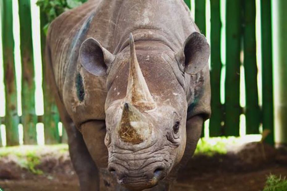 Rinoceronta más longeva muere a los 57 años en Tanzania