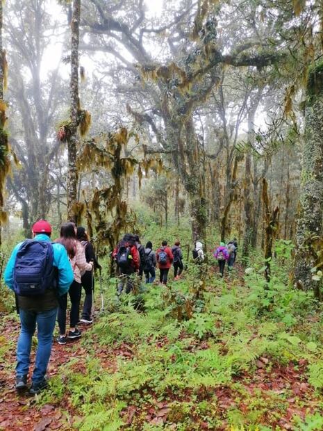 ¿Baño de bosque? Vive la experiencia en el Desierto de los Leones