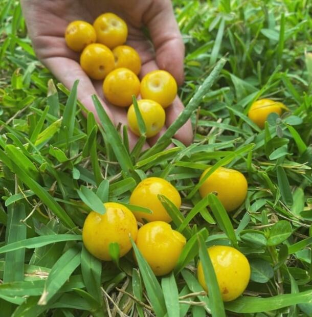 El nanche es fuente natural de vitamina E. Foto: Archivo EL UNIVERSAL