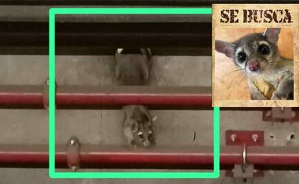 Continúan con búsqueda de cacomixtle que vive en Línea 7 del Metro, usuarios denuncian avistamientos