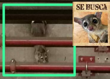 Continúan con búsqueda de cacomixtle que vive en Línea 7 del Metro, usuarios denuncian avistamientos