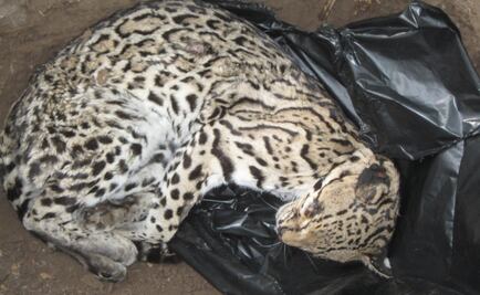 Reporta Profepa muerte de ocelote que fue hallado en carretera de Colima