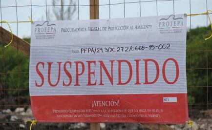 Dan 10 días a Fonatur para rescatar cocodrilos en Tajamar