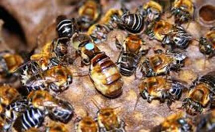 Científicas de Yucatán proponen curación avanzada con derivados de la miel