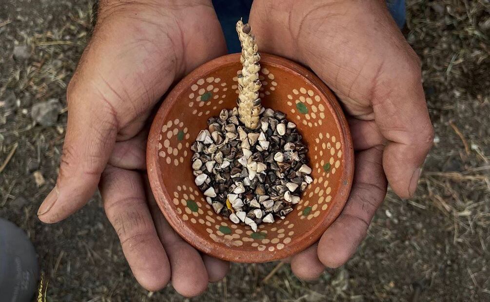 Clasificación del maíz en México. Foto: 
teocintle.mo / Instagram