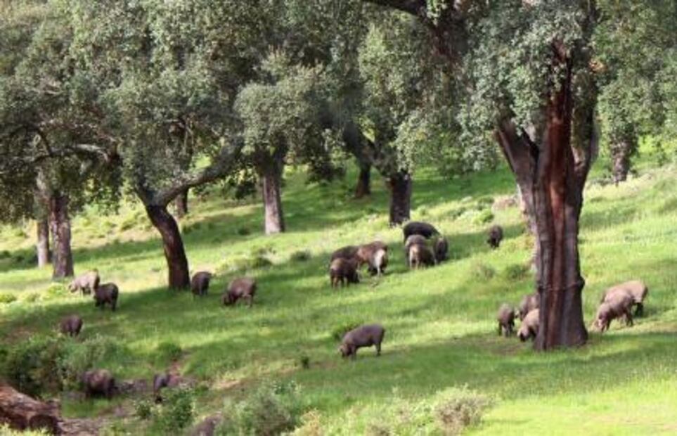 La magia del cerdo ibérico