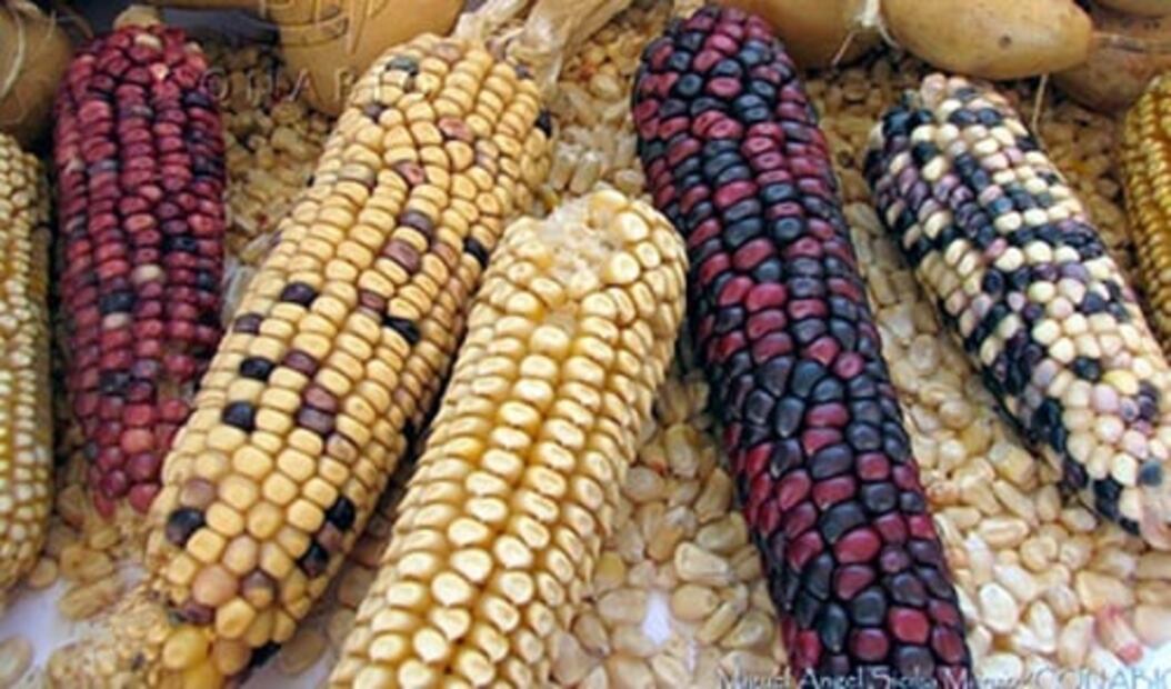 Nueva variedad de maíz adopta el nombre de cocinera mexicana