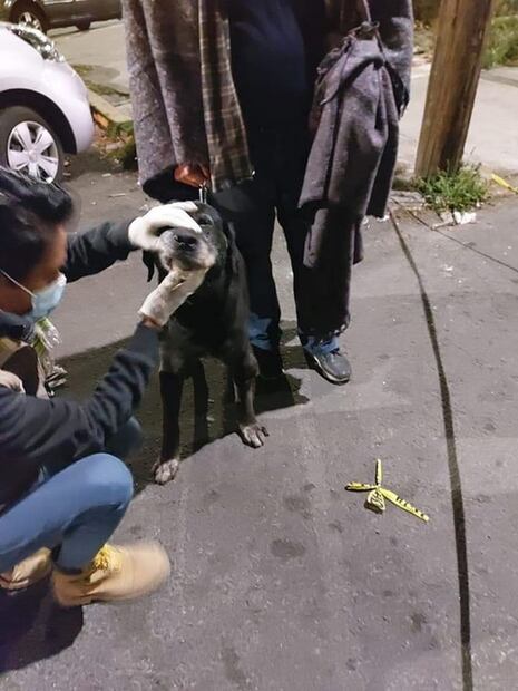 Rescatan a 45 animales de edificio colapsado por explosión de tanque de gas en Puebla