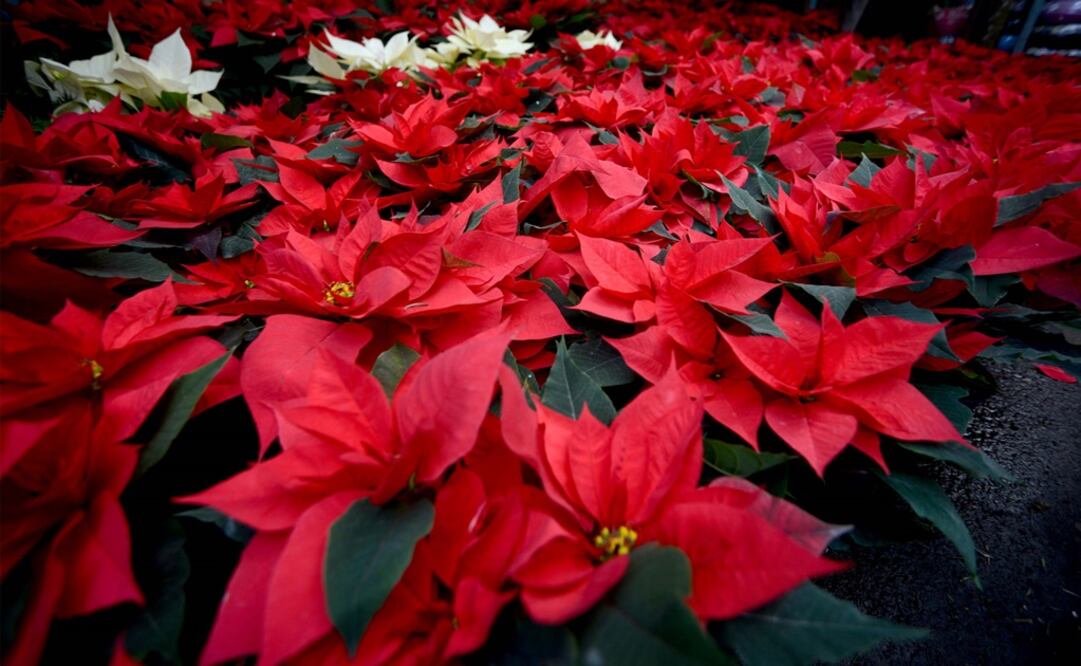 (Foto: Archivo/El Universal)