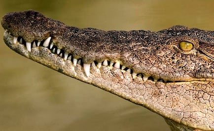 Dos especies de cocodrilos evolucionaron en paralelo en Suramérica y la India