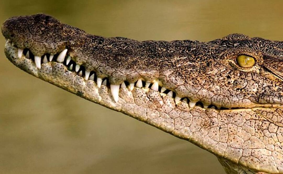 Este cocodrilo representa un estadio ancestral a partir del cual su linaje suramericano evolucionó hasta tener ojos completamente telescópicos. Foto: Archivo