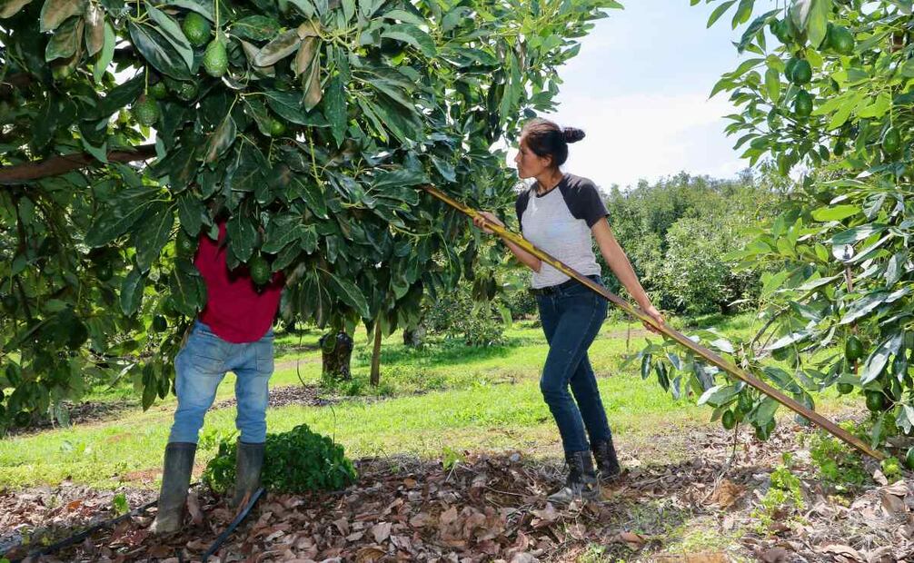 Se establecerá una compensación, por servicios ambientales con acciones en bosques propios, pago económico anual al fideicomiso, por servicios hidrológicos y plantación forestal comercial. Foto: Especial