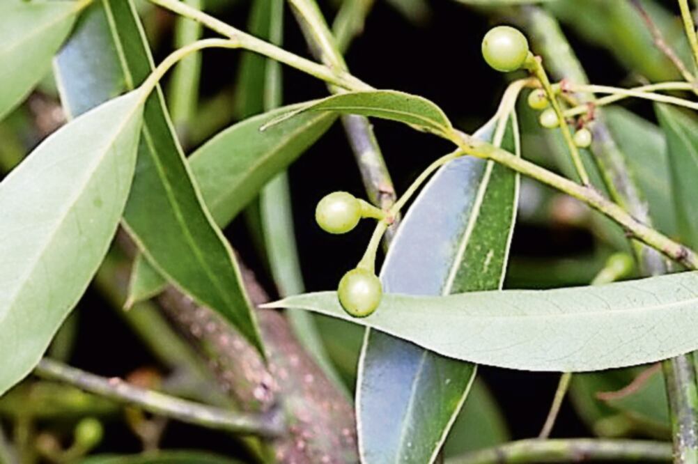 Al igual que el laurel europeo (Laurus nobilis), el laurel mexicano se utiliza como condimento. (ESPECIAL)