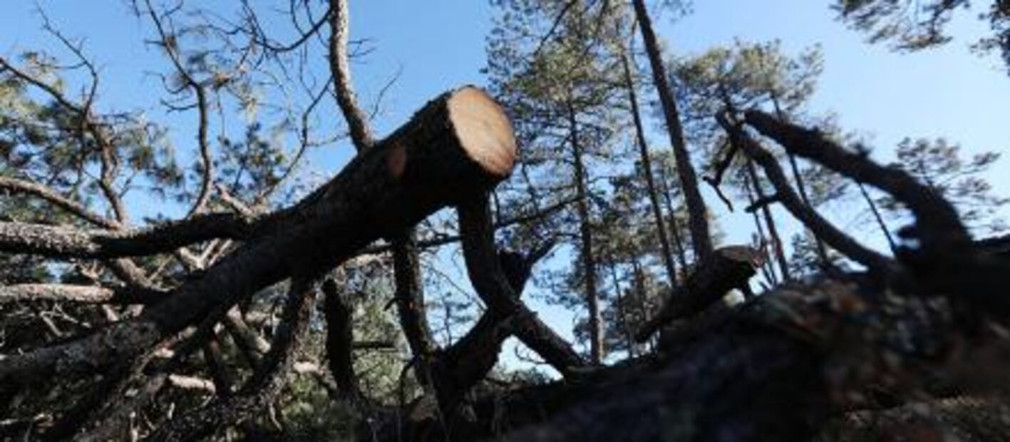 "Narcotala," how drug cartels have infiltrated the forest industry in Chihuahua