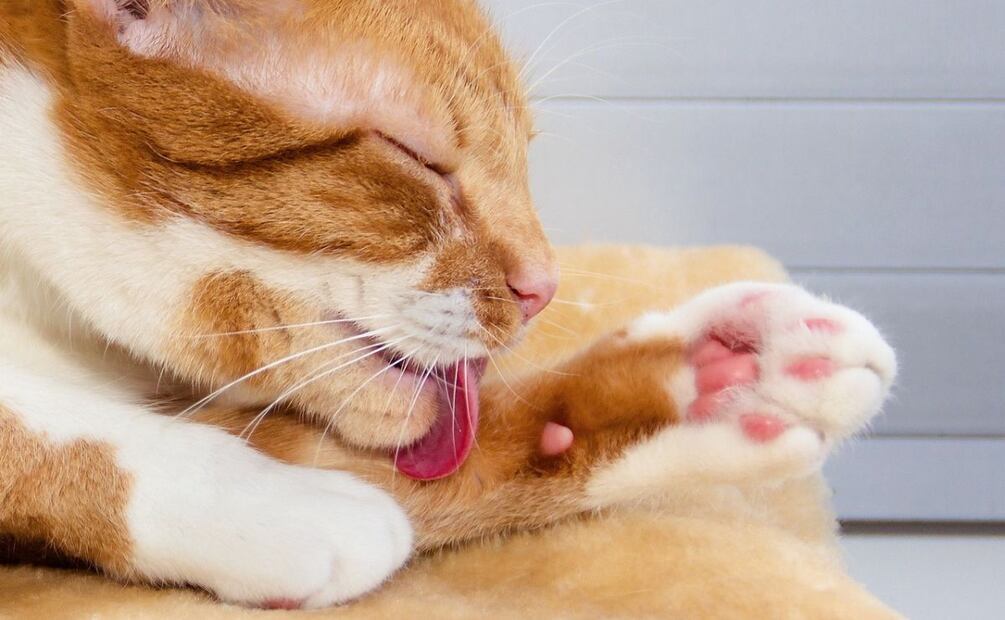 Para maximizar las posibilidades de tratar con éxito el glaucoma en gatos, es importante determinar el mecanismo y eliminar la causa, si estás interesado en saber cuál es el mejor tratamiento para esta enfermedad no te pierdas esta nota de El Universal.

Foto: Producción El Universal 