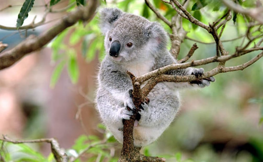 Más de 700 koalas han perdido la vida en el estado de Victoria en Australia, debido a sacrificios aéreos. (24/04/25) Foto: iStock