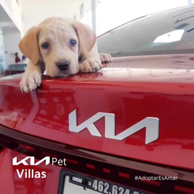 Agencia KIA ayudó a que 14 perritos de la calle encontraran un nuevo hogar