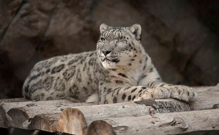 Leopardo de las nieves da positivo a Covid-19 en zoológico de Estados Unidos