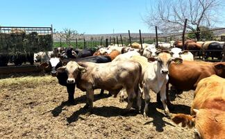 Refuerzan blindaje sanitario en BCS; alerta por riesgo del gusano barrenador